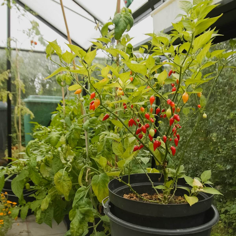 Drivhus Solid 6.5 M²