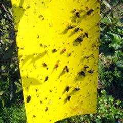 1 stk Fluepapir 15x25 cm