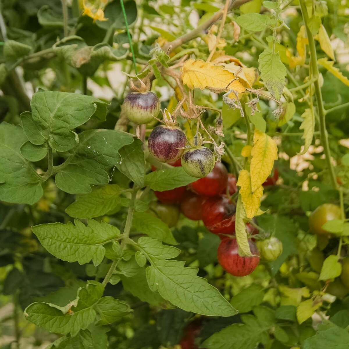 Drivhus Solid 12.5 M²