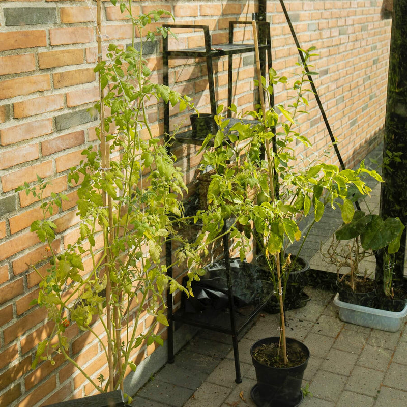 Veggdrivhus Royale 9.6 M²